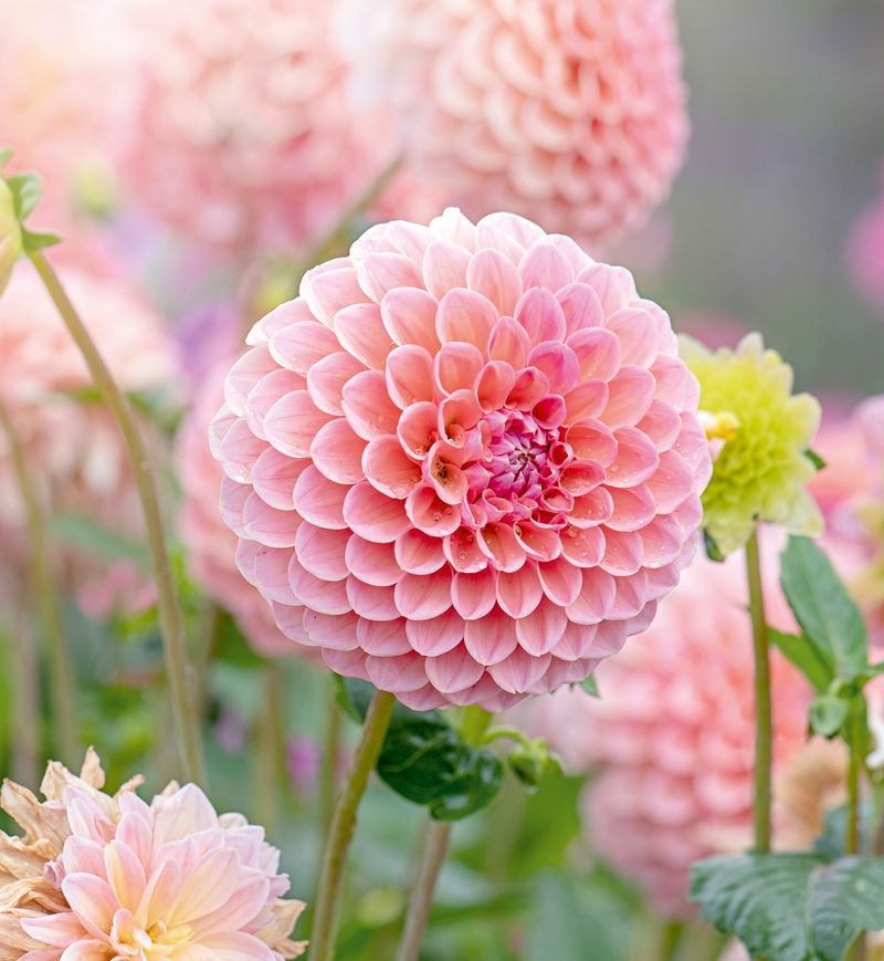 Dahlias