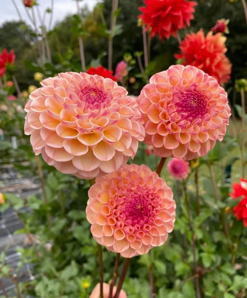 Dahlias