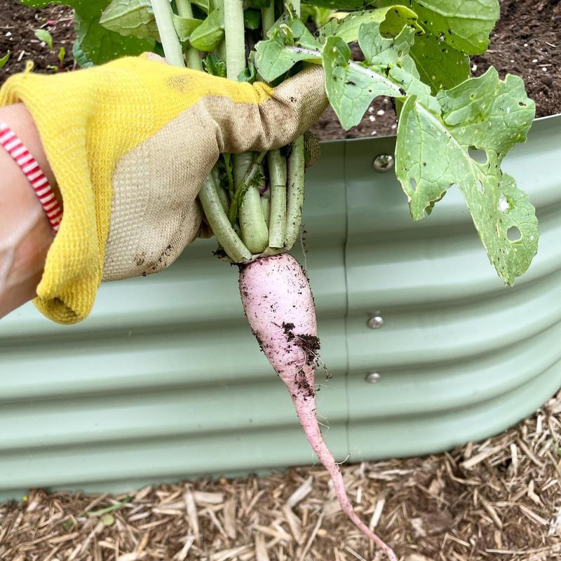 Daikon Radish