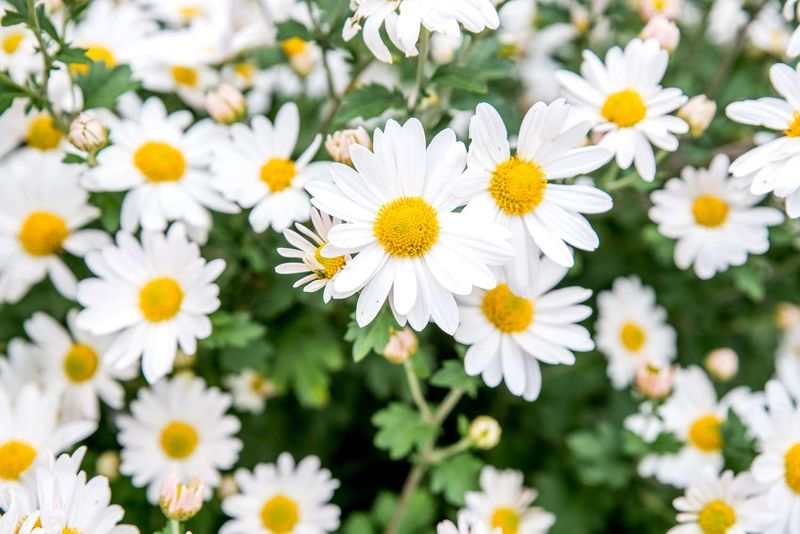 Daisies