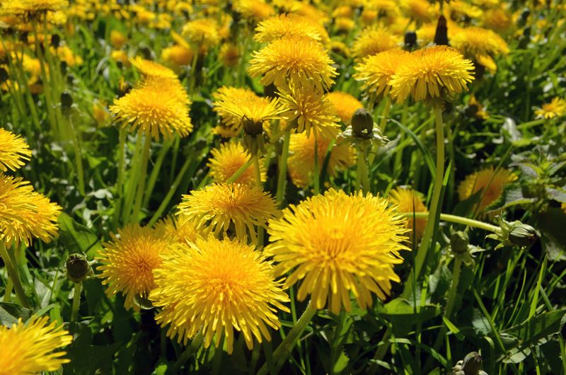 Dandelion