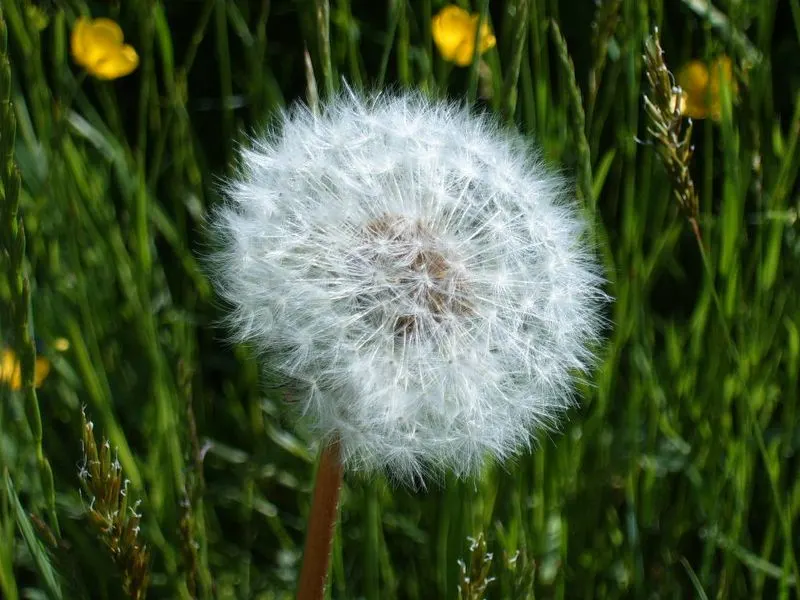 Dandelions