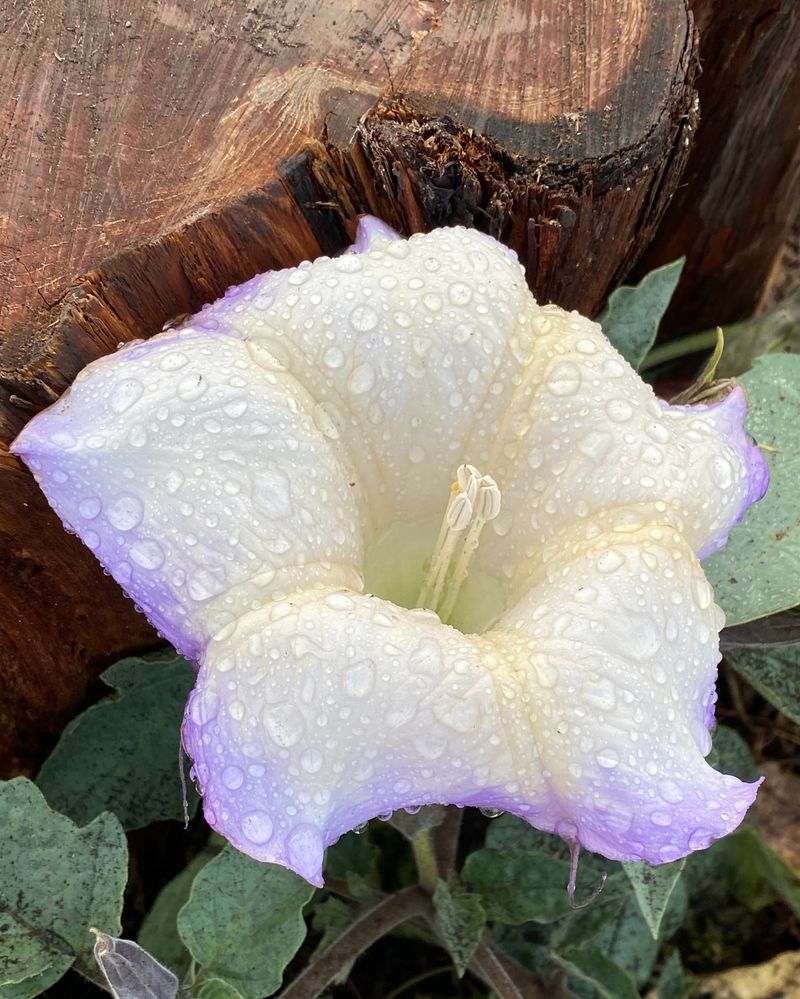 Datura