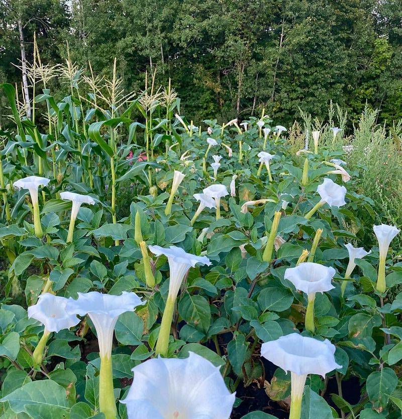 Datura