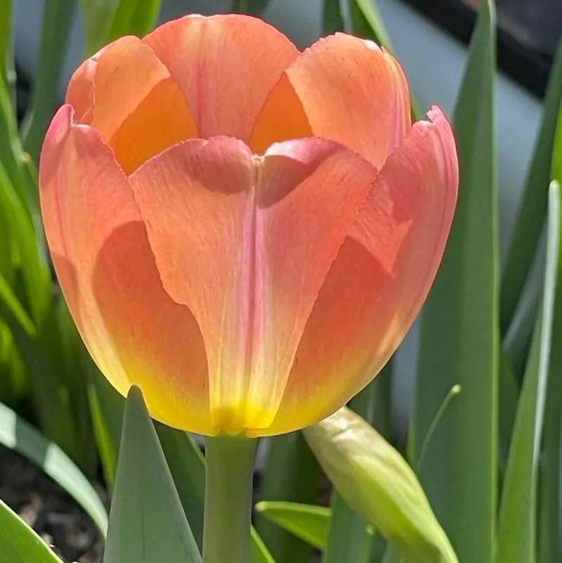 Daydream Tulip