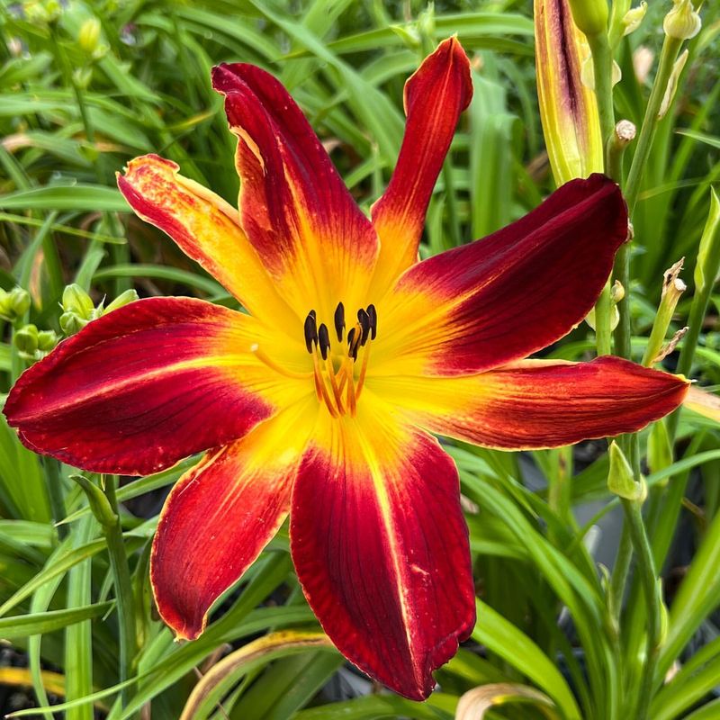 Daylilies