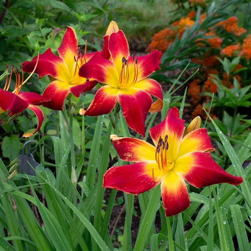 Daylilies