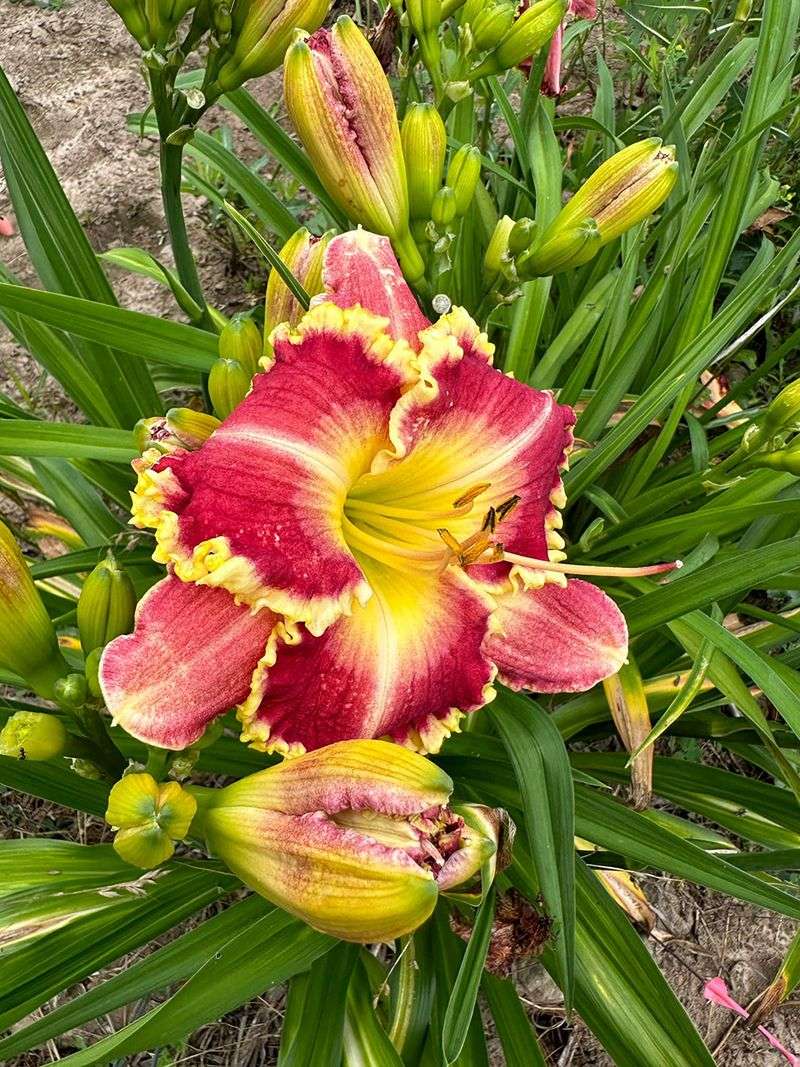 Daylilies