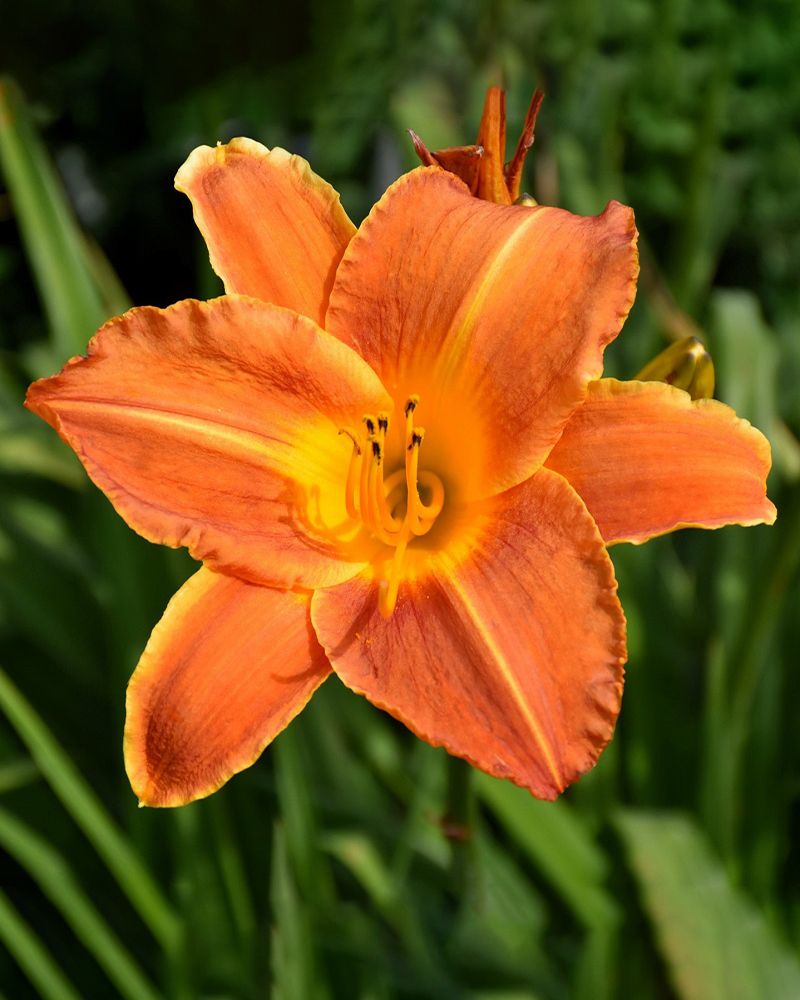 Daylilies