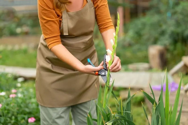 Deadheading and Pruning