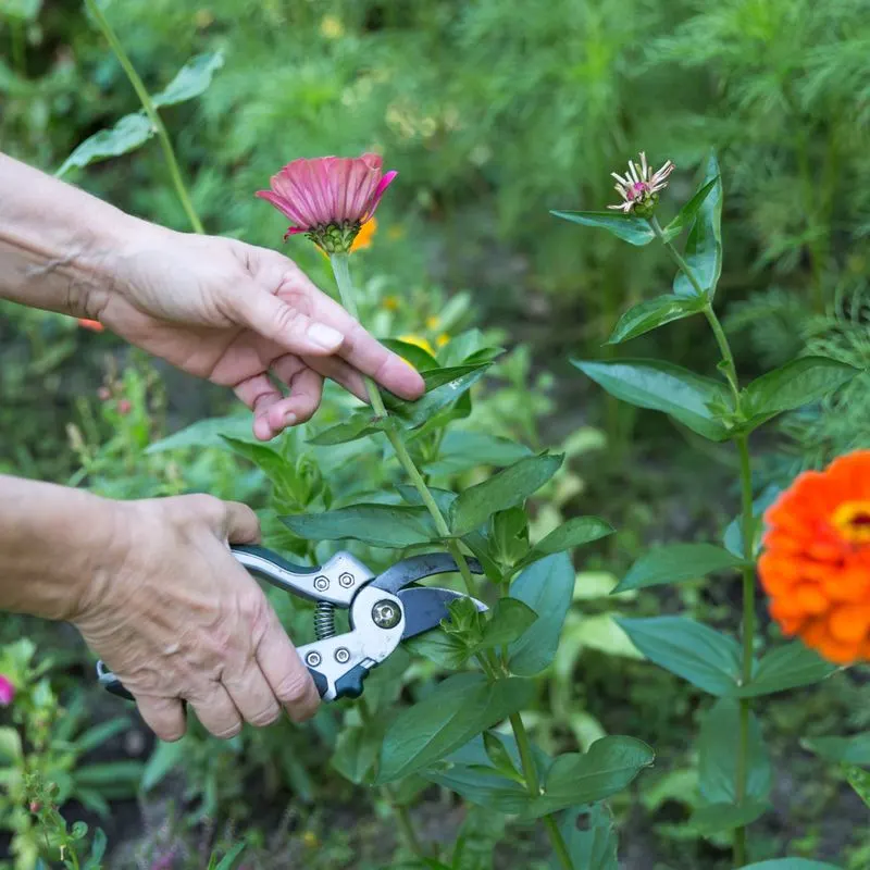 Deadheading for More Blooms