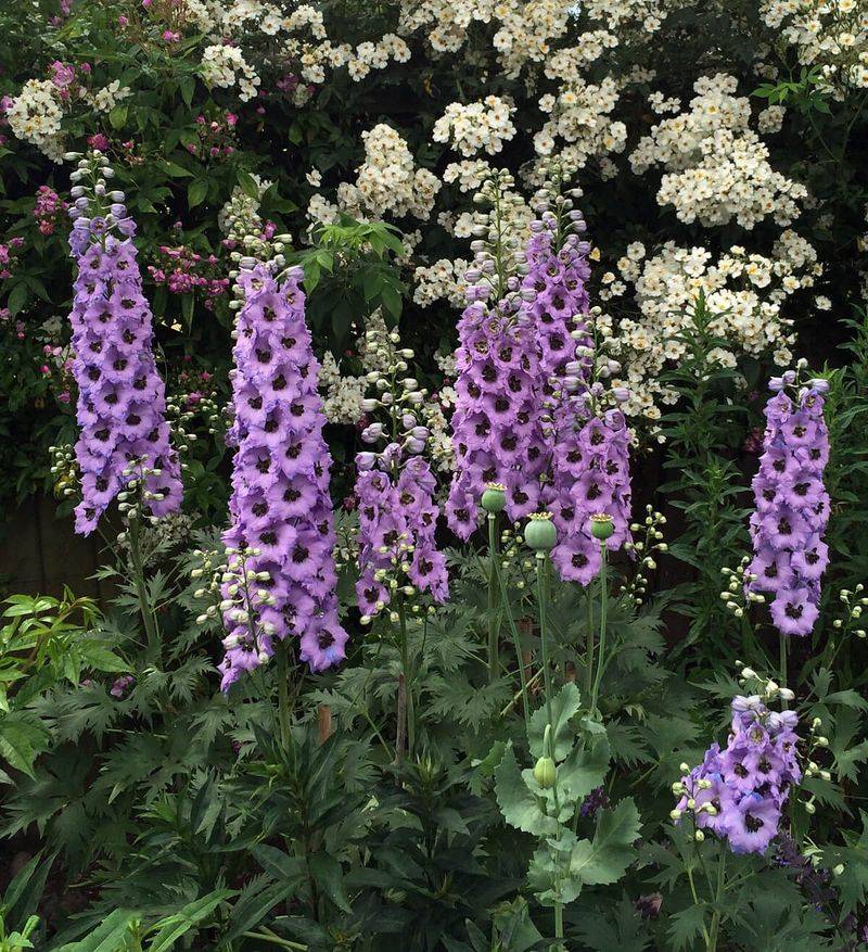 Delphiniums