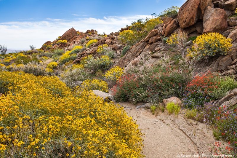 Desert Bloom