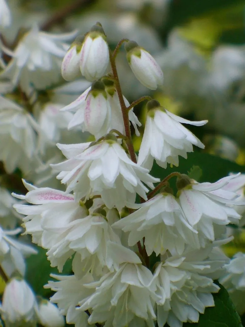 Deutzia 'Pride of Rochester'