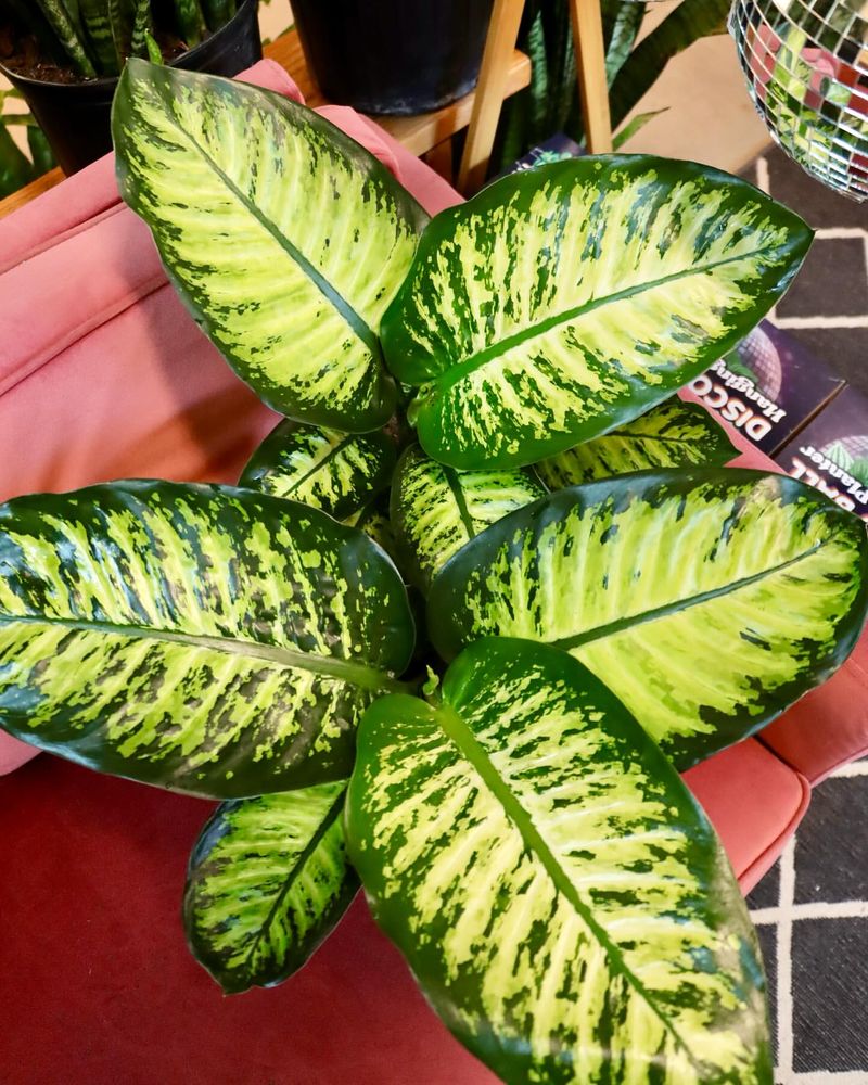 Dieffenbachia