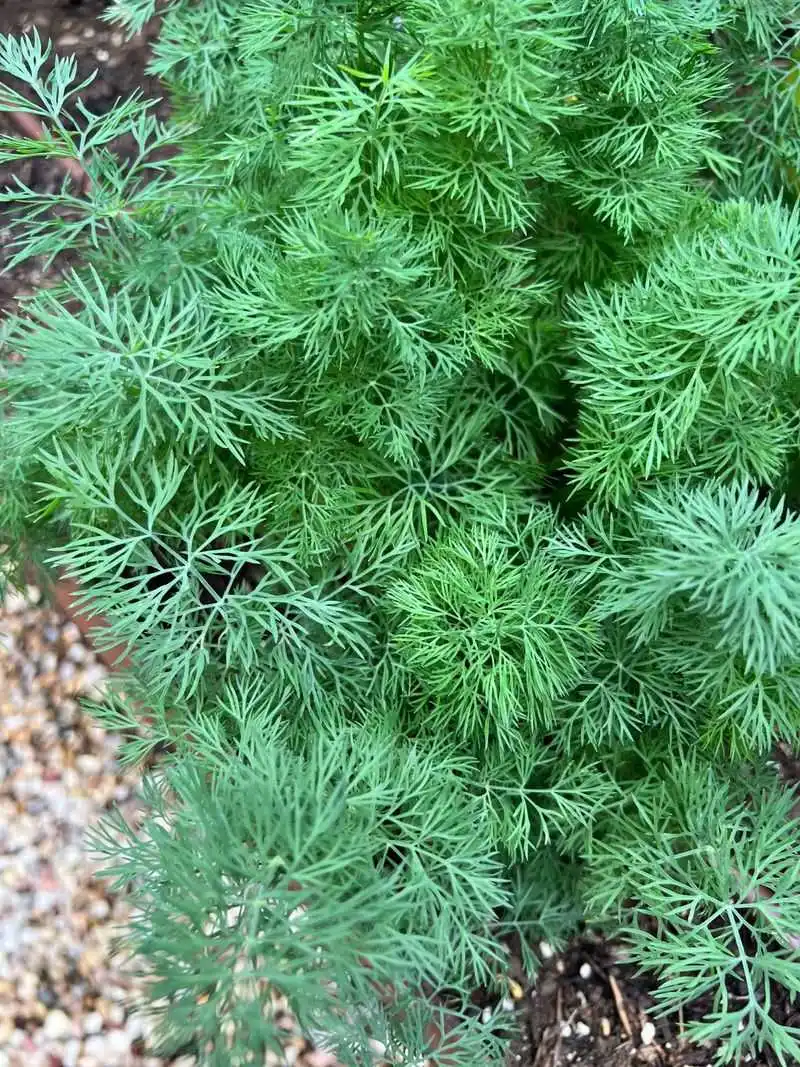 Dill