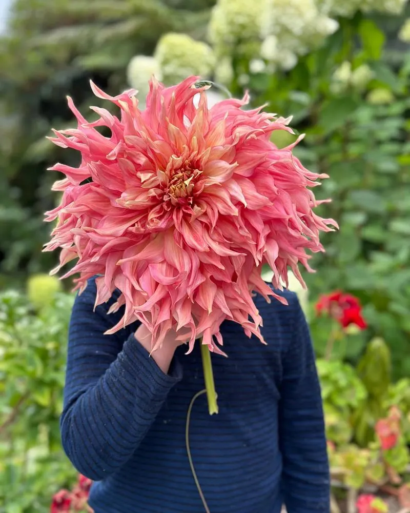 Dinner Plate Dahlia