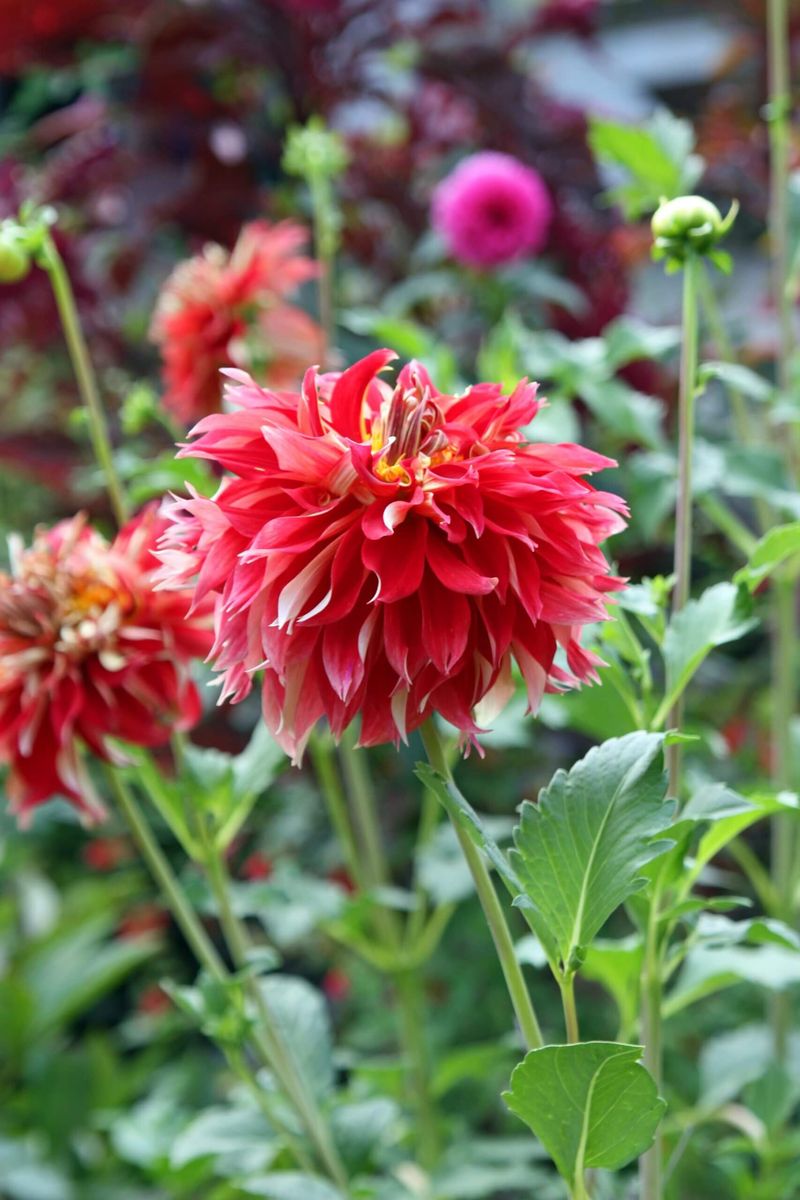 Dinnerplate Dahlia