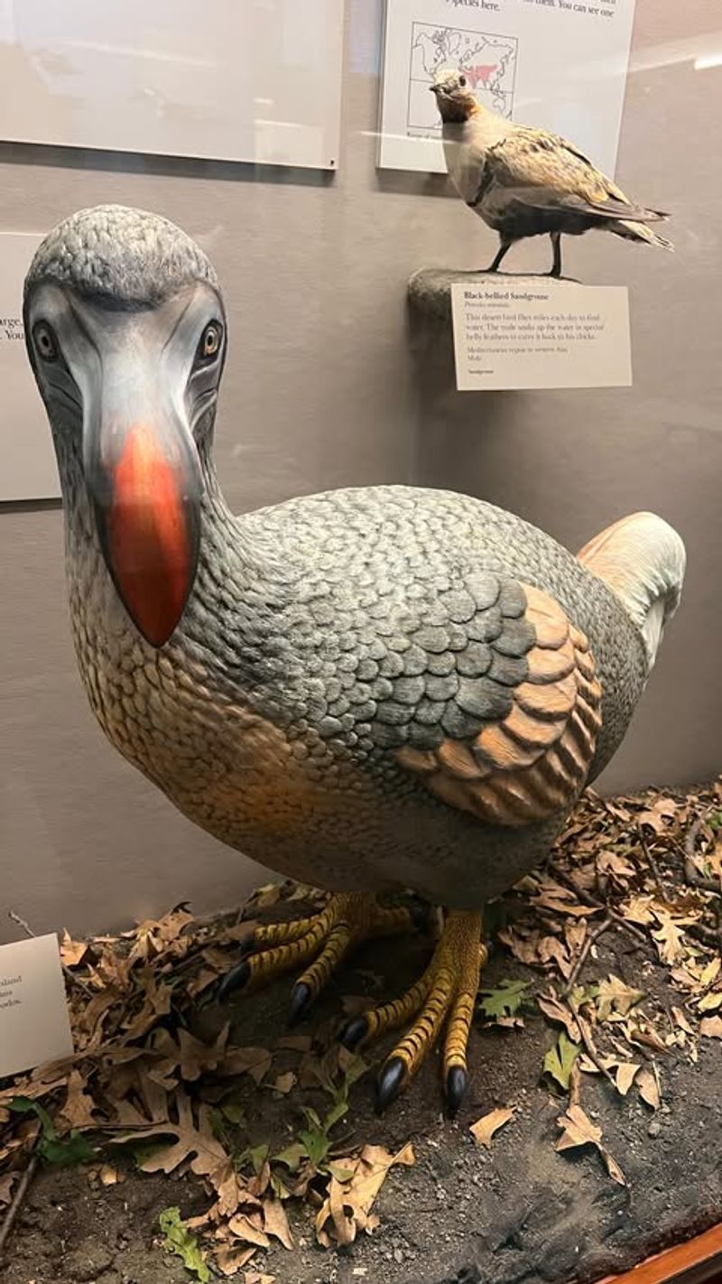 Dodo