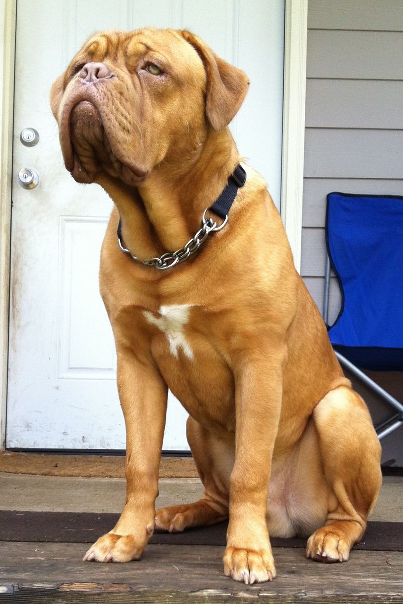 Dogue de Bordeaux