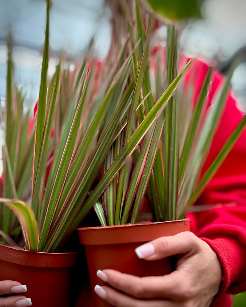 Dracaena