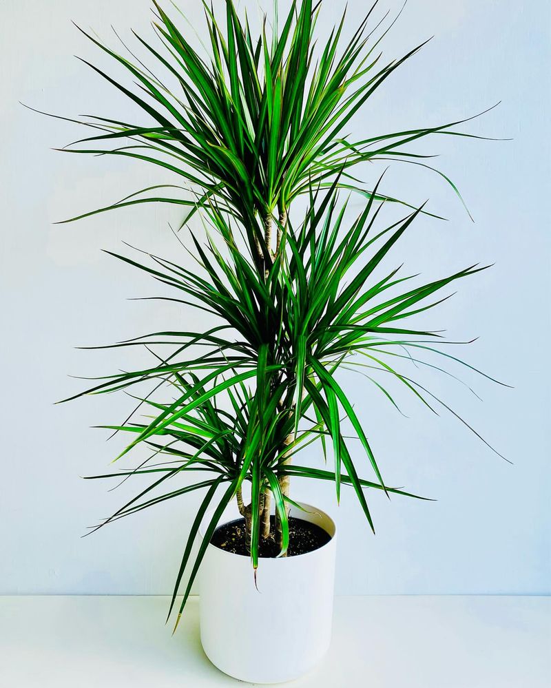 Dracaena Marginata