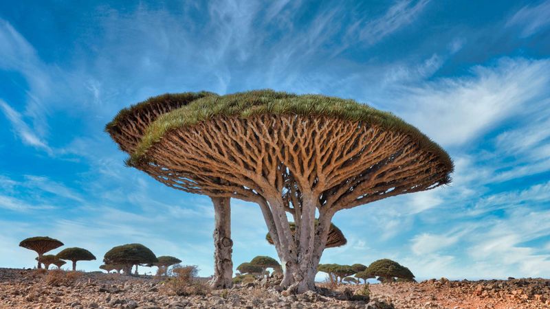 Dragon's Blood Tree