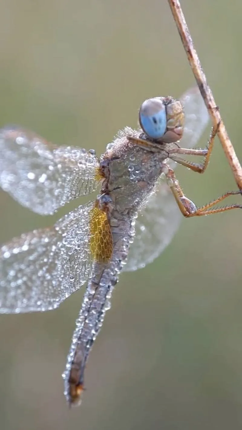 Dragonflies