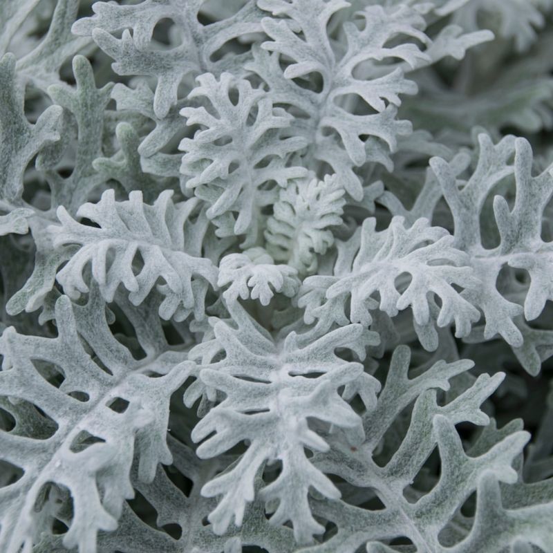 Dusty Miller