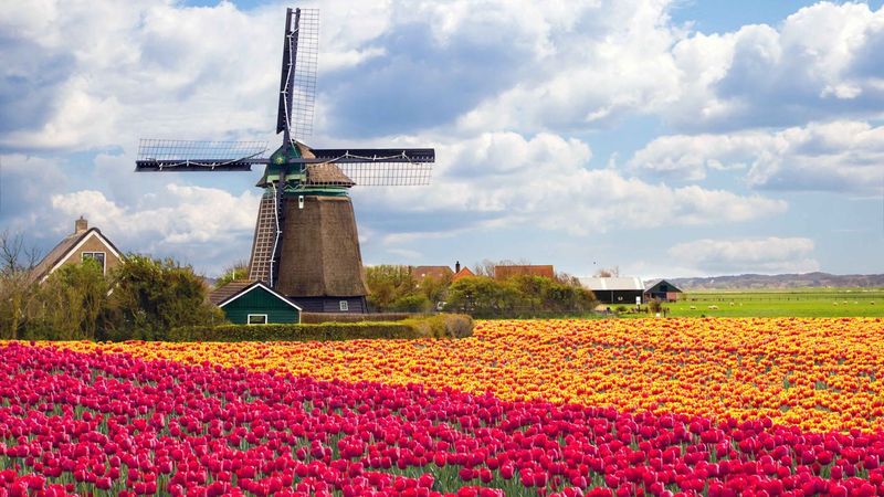 Dutch Tulip Field