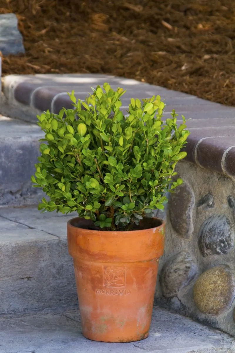 Dwarf Boxwood