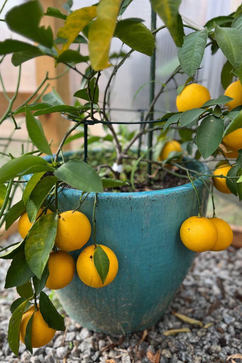 Dwarf Citrus Trees