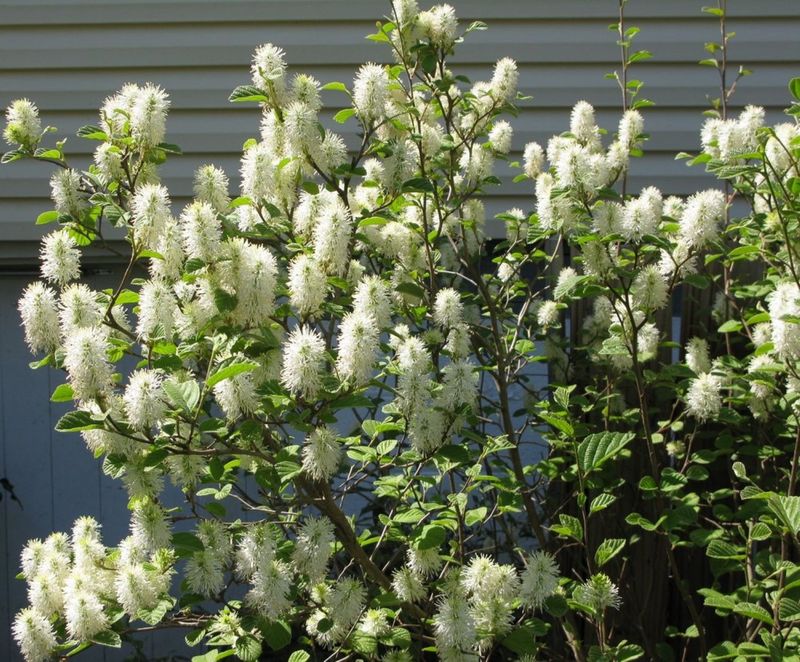 Dwarf Fothergilla