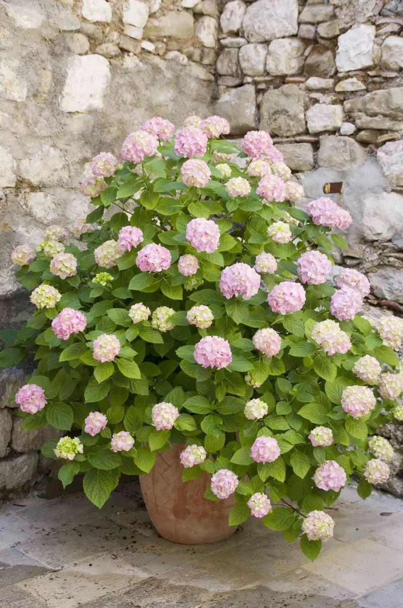 Dwarf Hydrangea