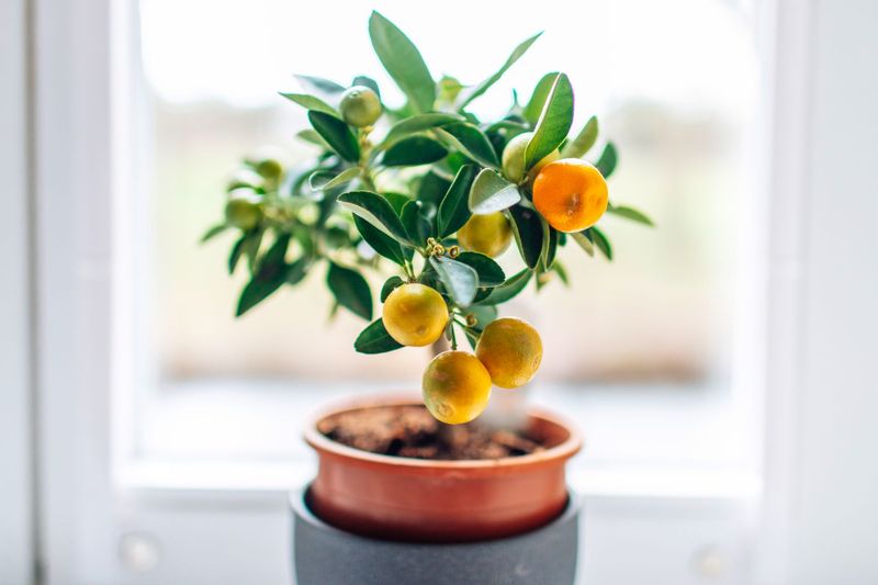 Dwarf Lemon Tree