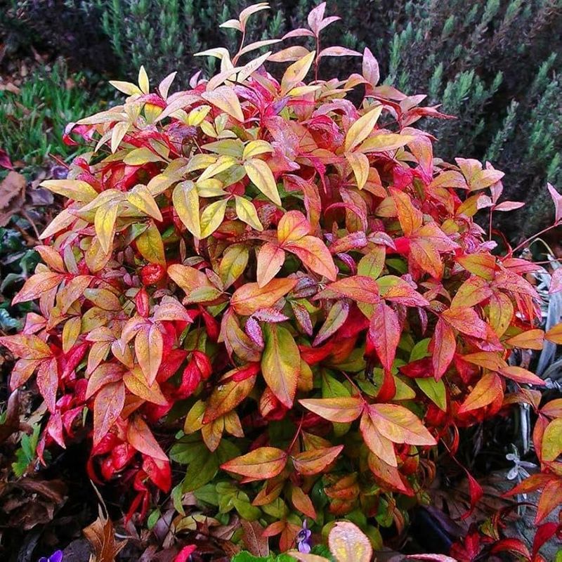 Dwarf Nandina