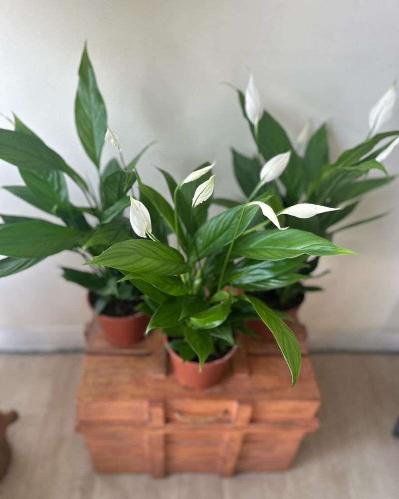 Dwarf Peace Lily