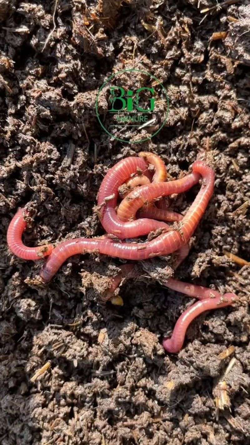 Earthworms