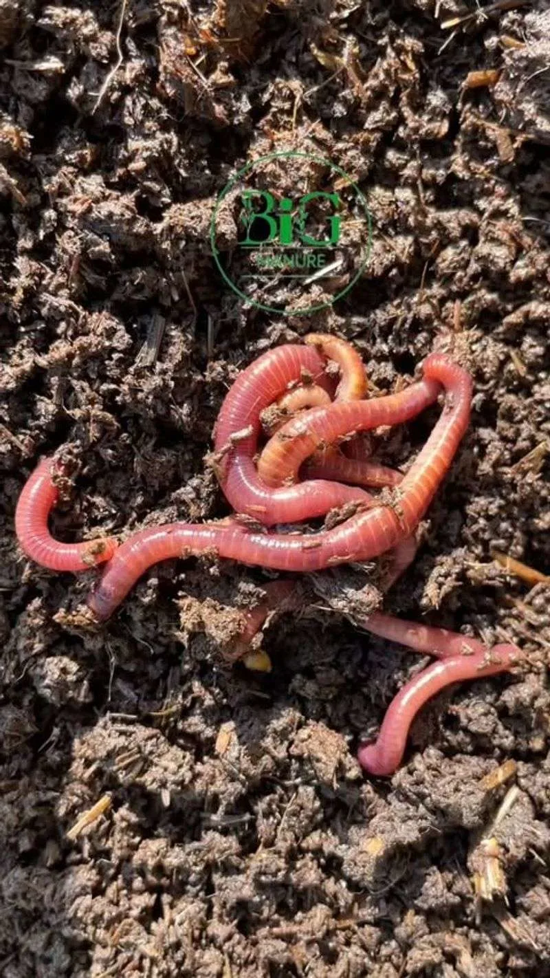 Earthworms