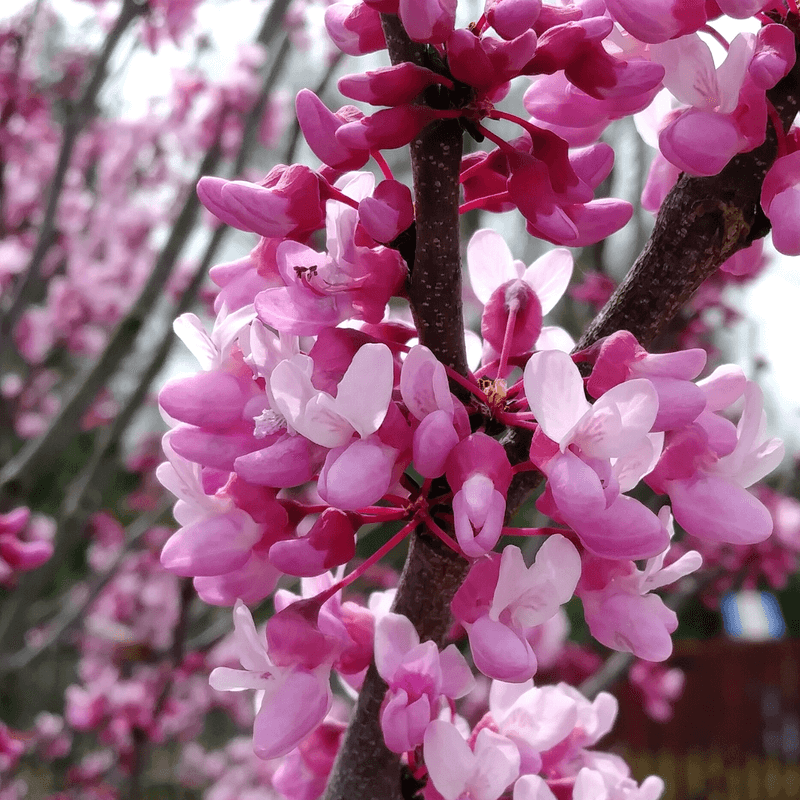 Eastern Redbud