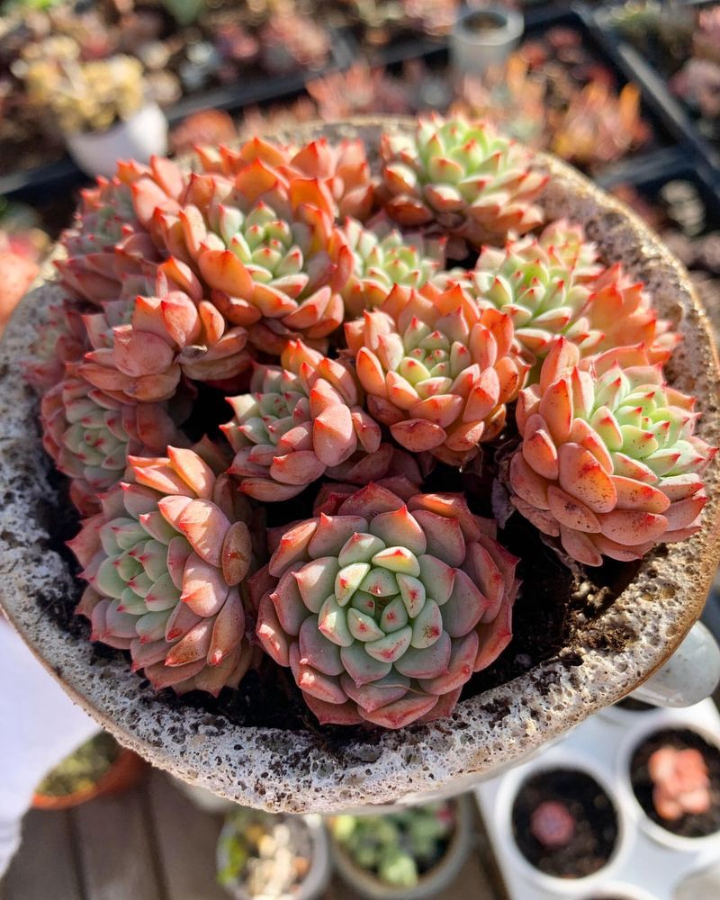 Echeveria Elegans