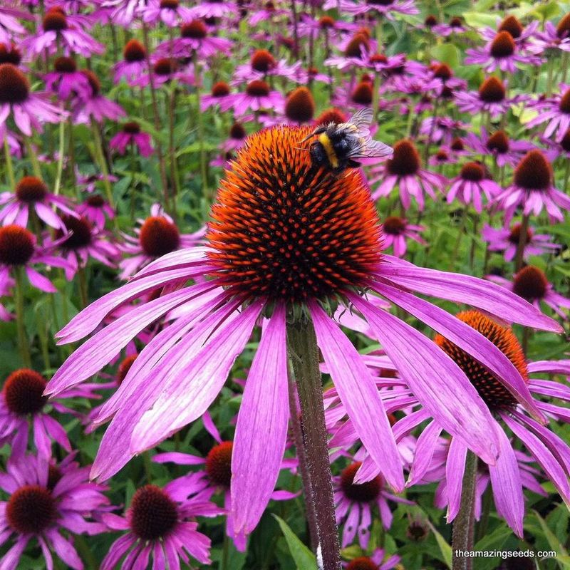 Echinacea