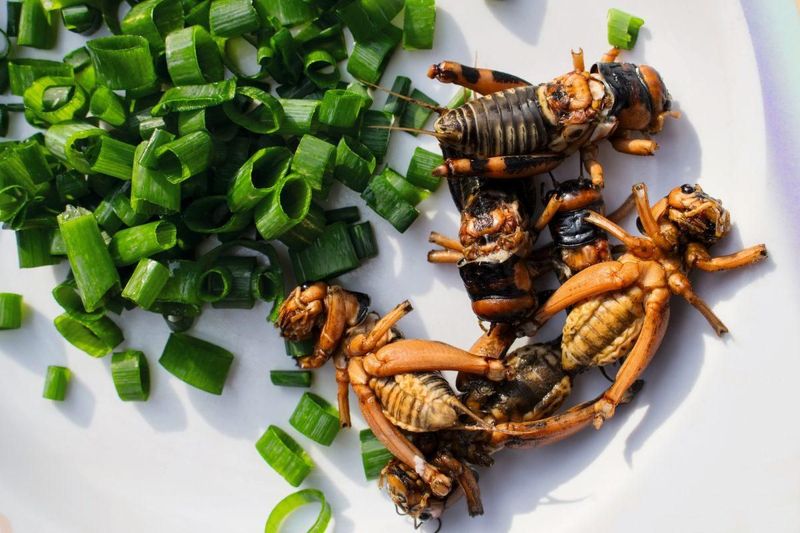 Edible Insects