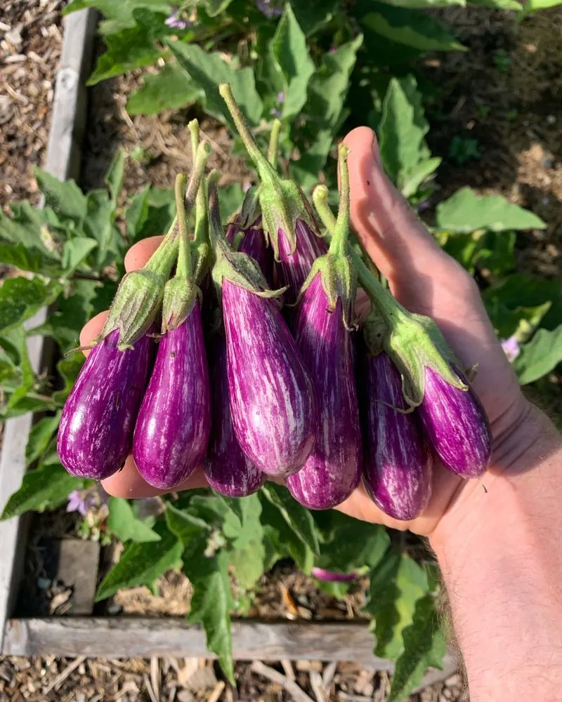 Eggplant