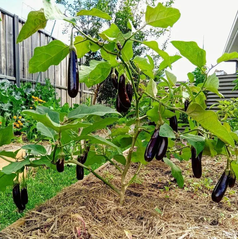 Eggplants