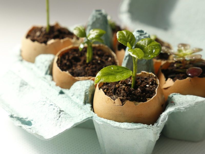 Eggshell Seed Starters