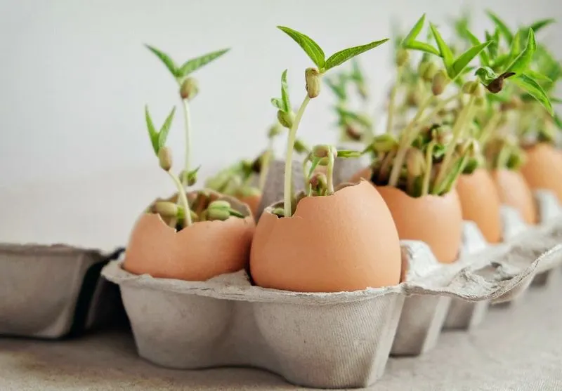 Eggshell Seed Starters