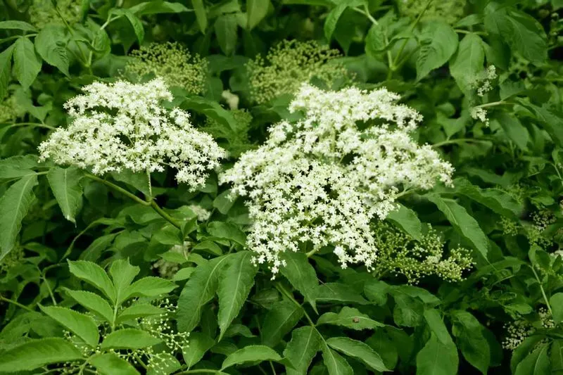 Elderberry