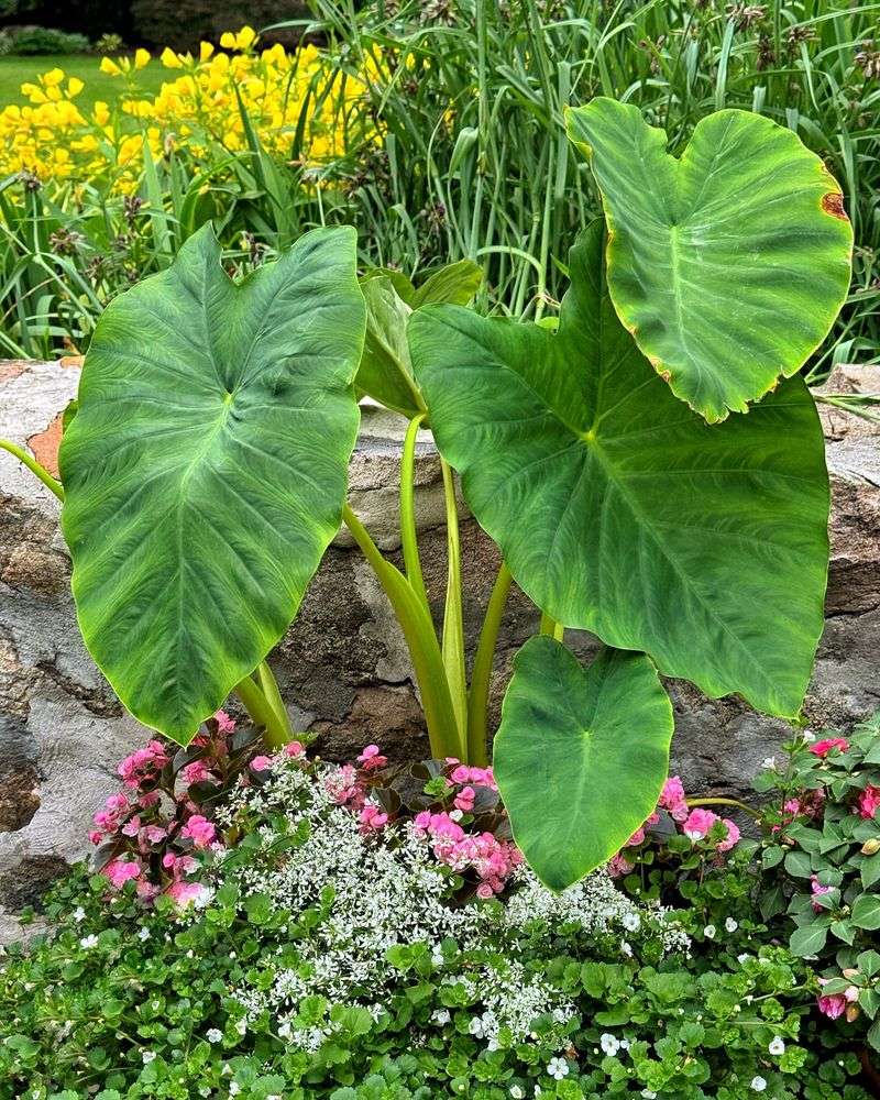 Elephant Ear