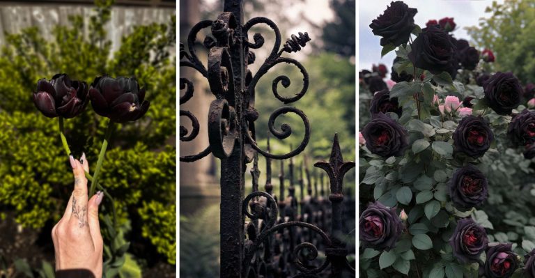 Embrace the Dark Side of Gardening With a Gothic-Inspired Landscape